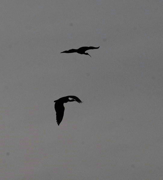 Kara Aynak - ML644601252