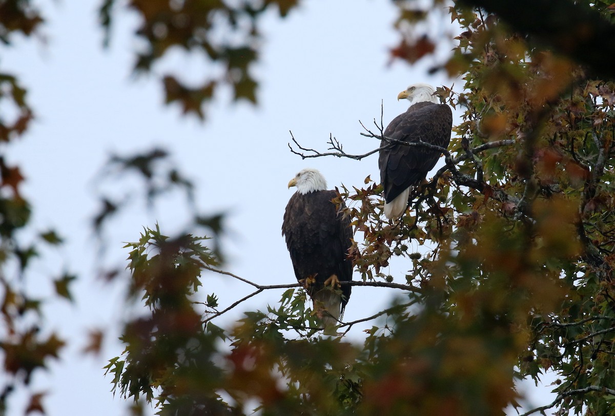 Bald Eagle - ML644601253