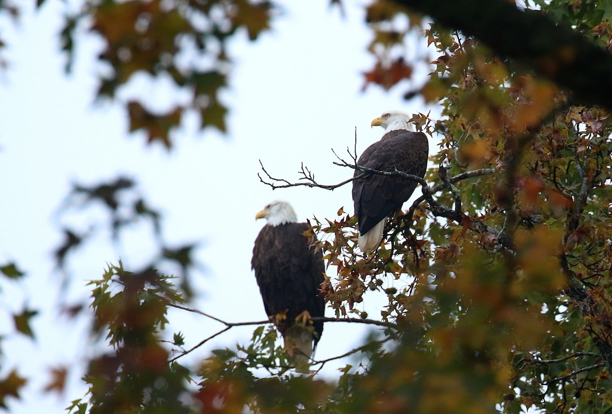 Bald Eagle - ML644601255