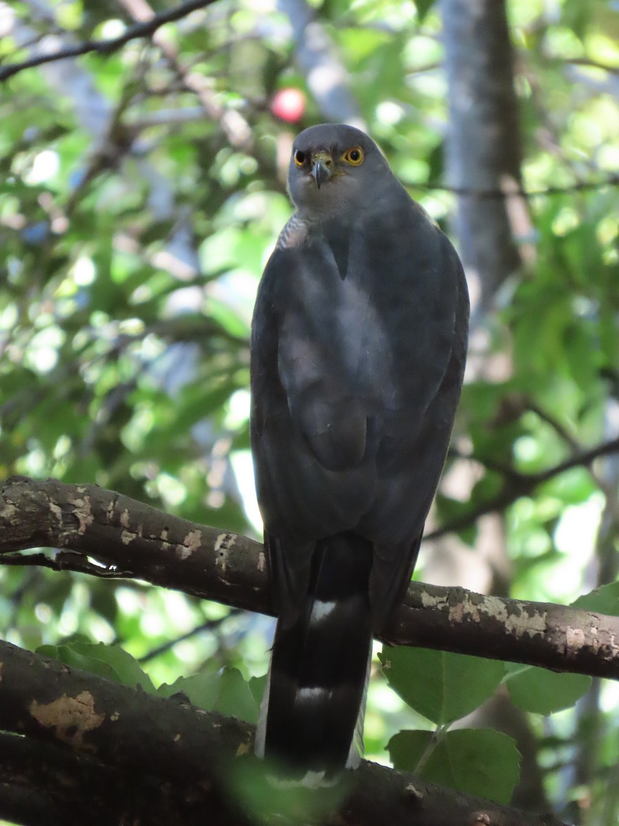 African Goshawk - ML644601262