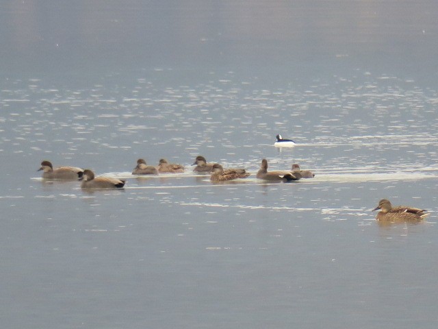 Murgilari buruzuria - ML644601263