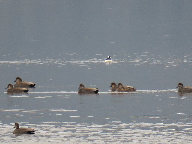 Murgilari buruzuria - ML644601264