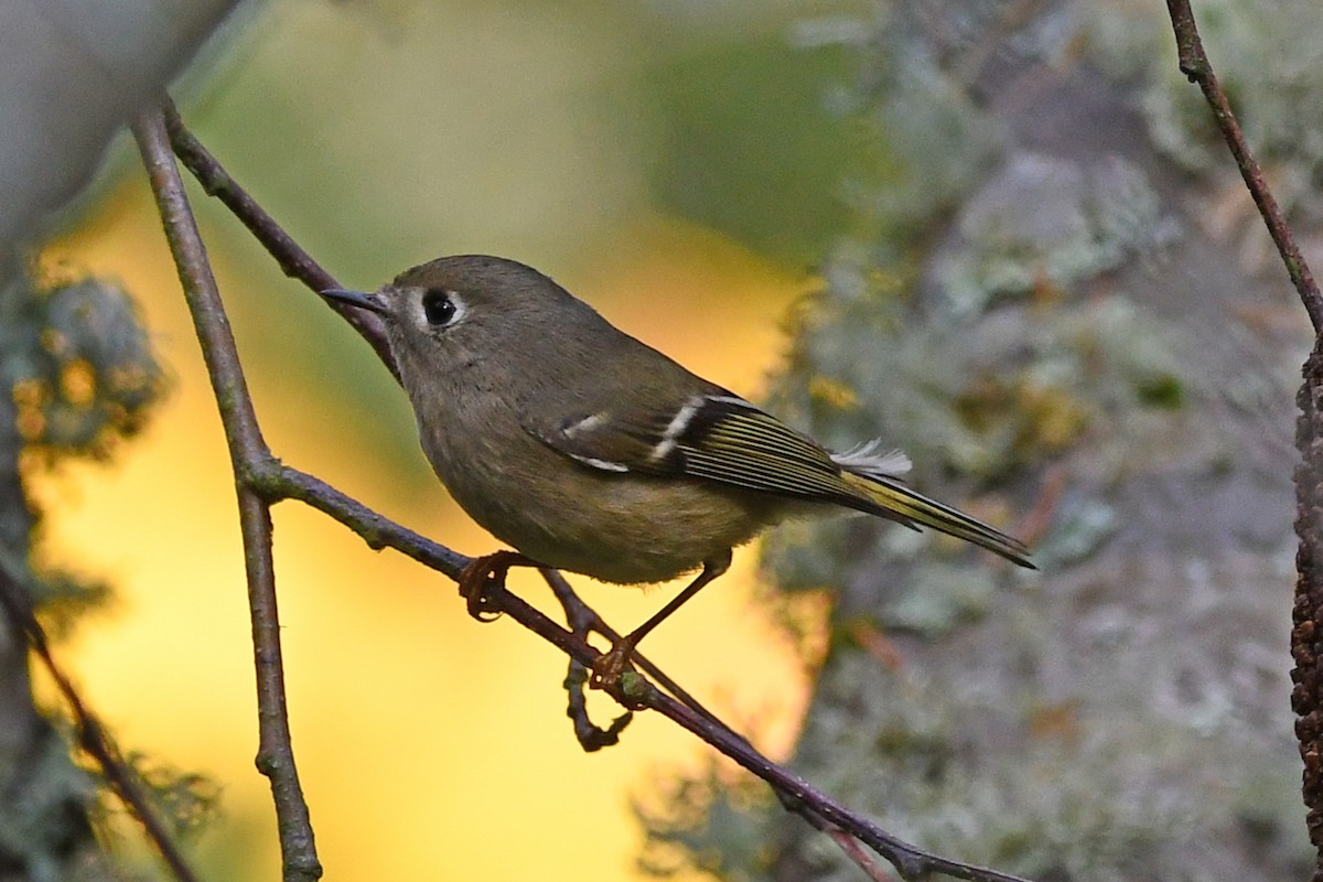 Ruby-crowned Kinglet - ML644601268