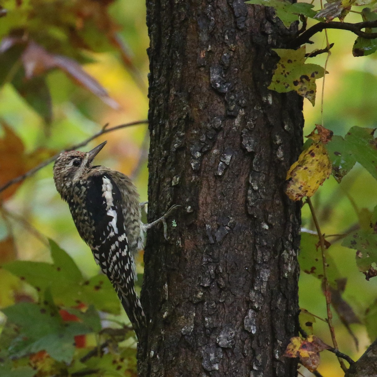 Yellow-bellied Sapsucker - ML644601276