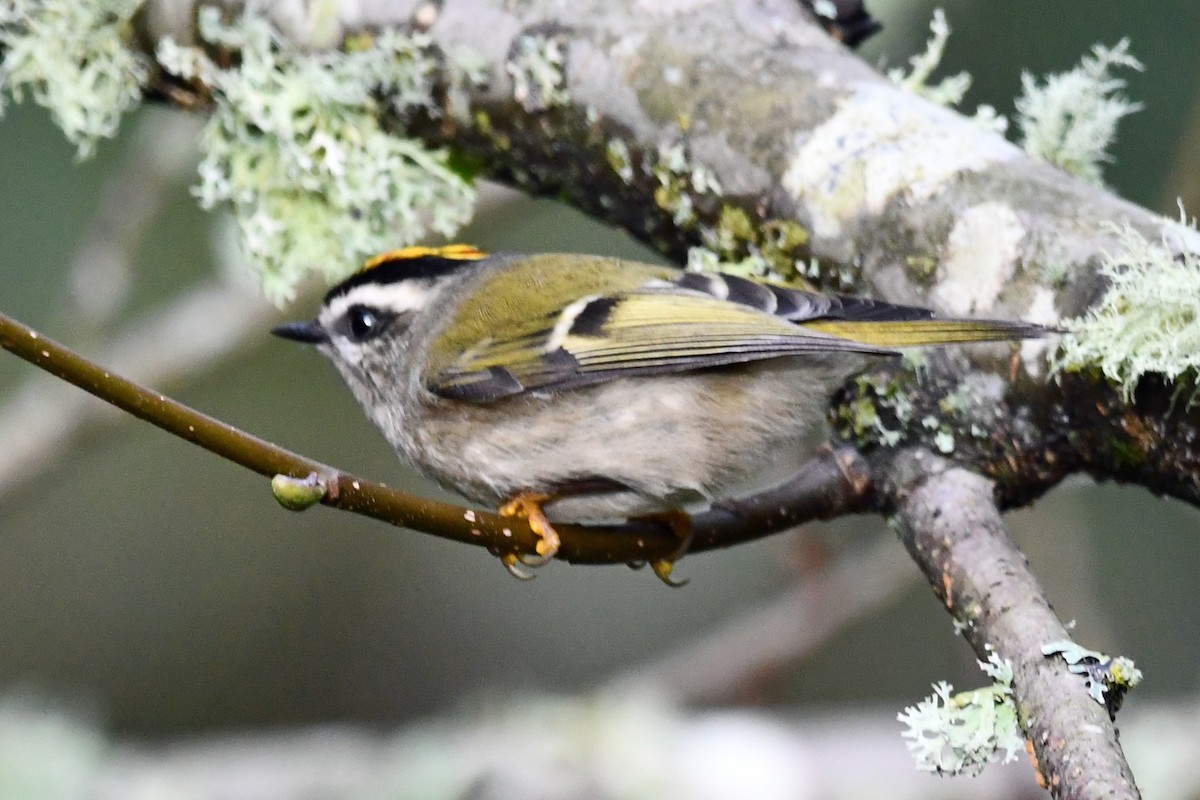 Golden-crowned Kinglet - ML644601277