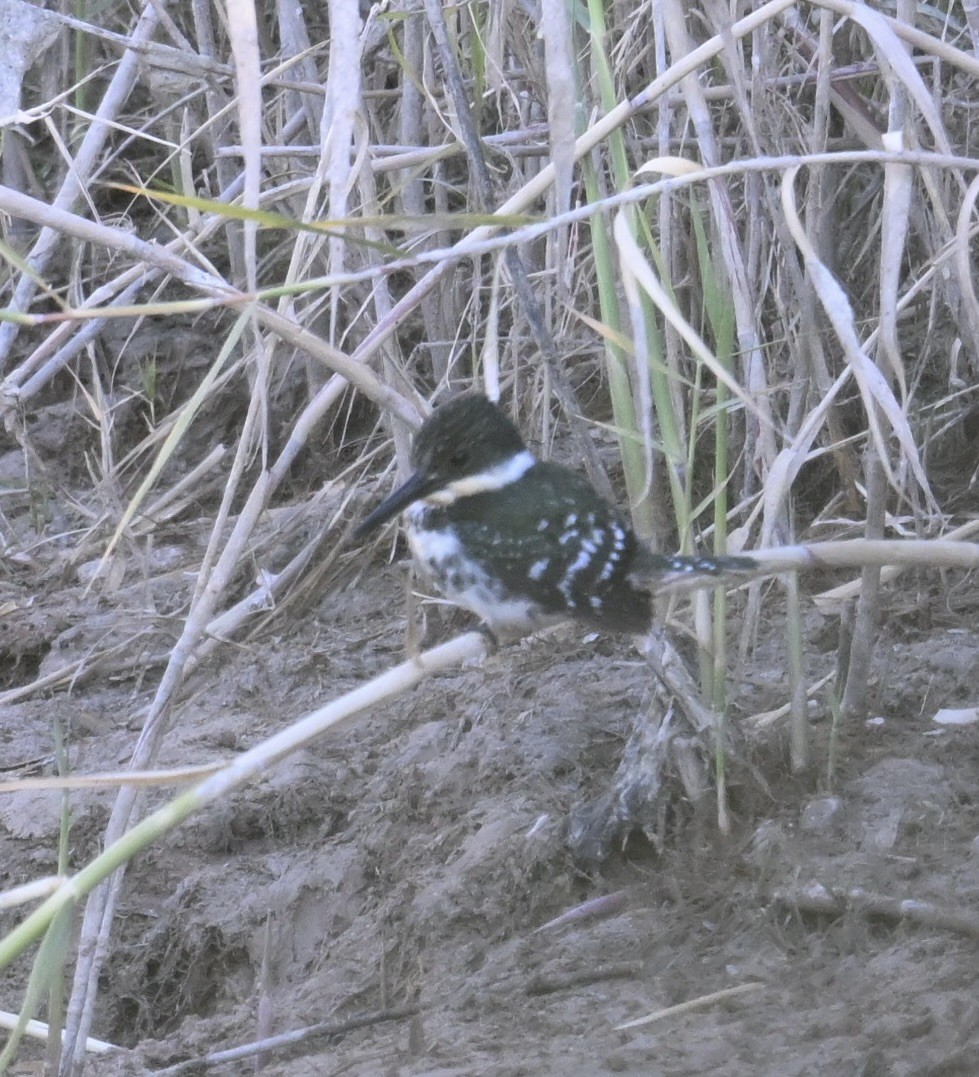 Green Kingfisher - ML644601278