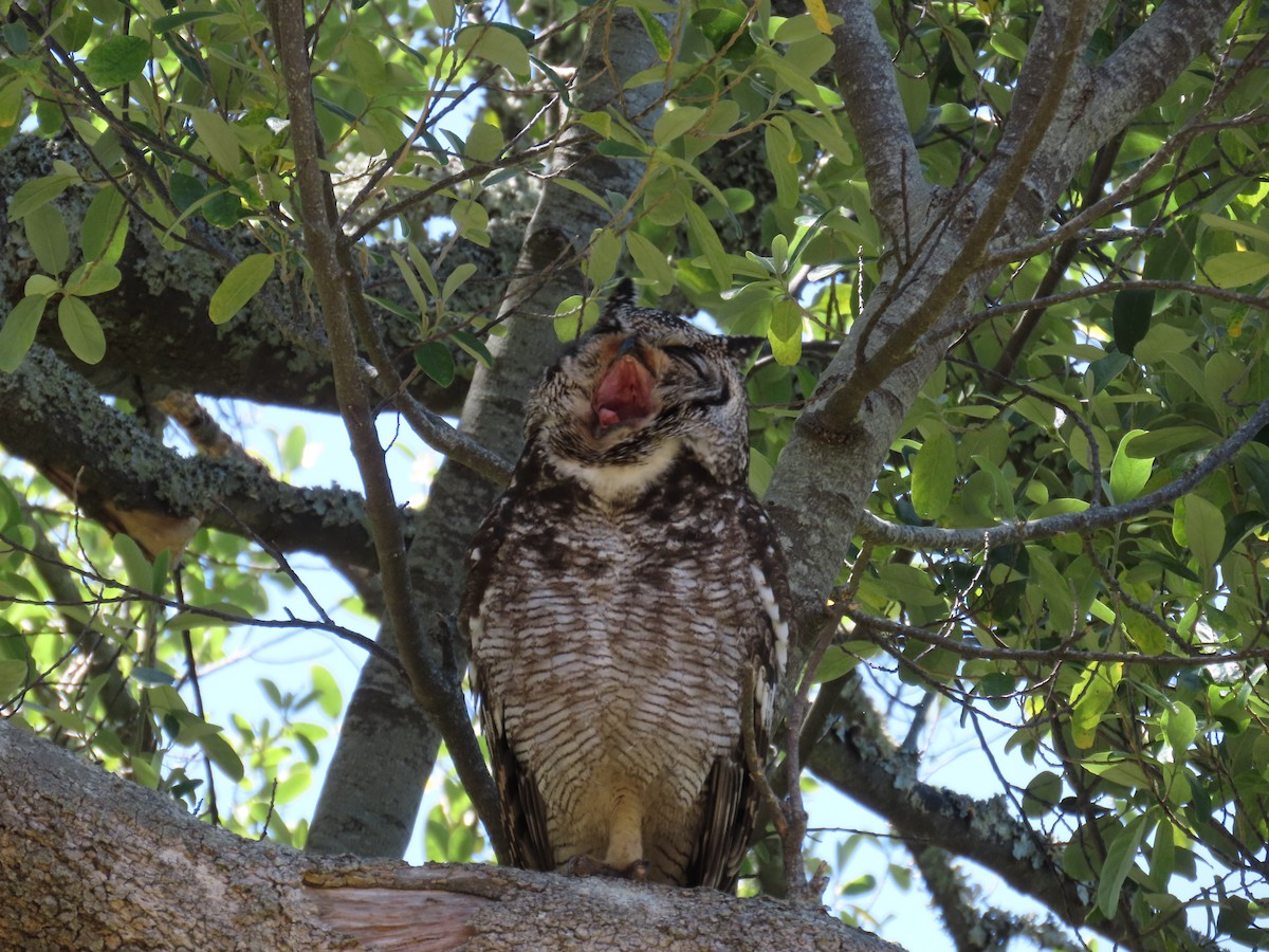 Spotted Eagle-Owl - ML644601279