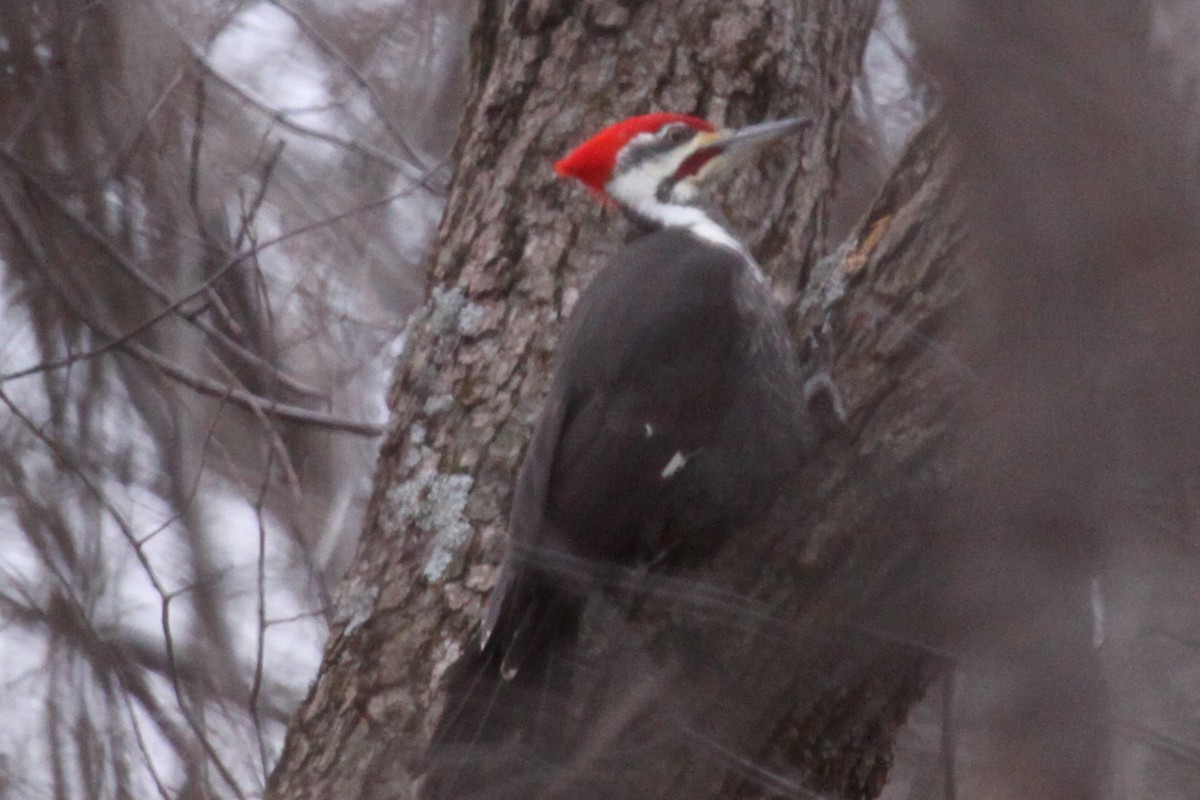 Kuzey Amerika Kara Ağaçkakanı - ML644601281