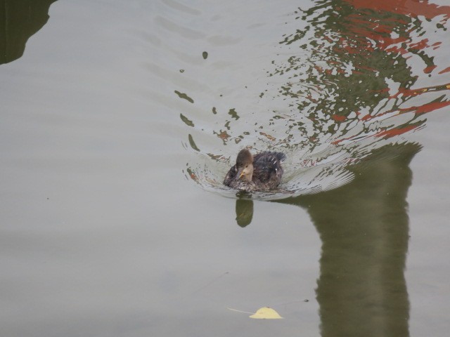 Zerra buruhandia - ML644601284