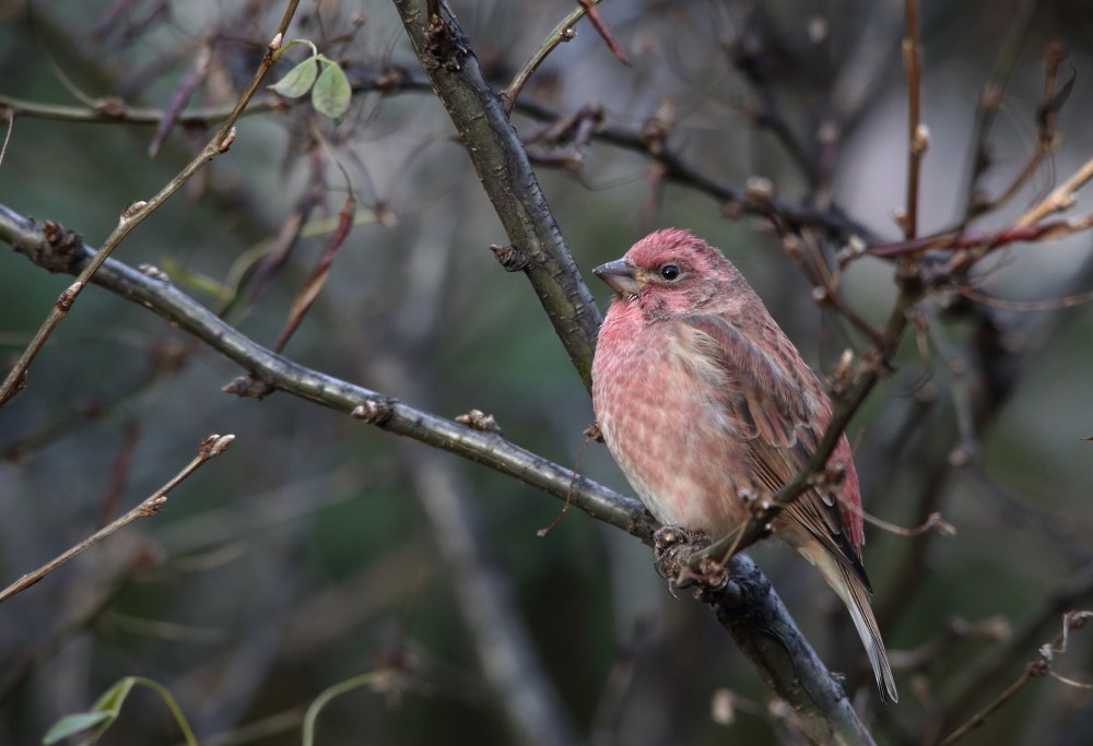 hýl nachový - ML644601287