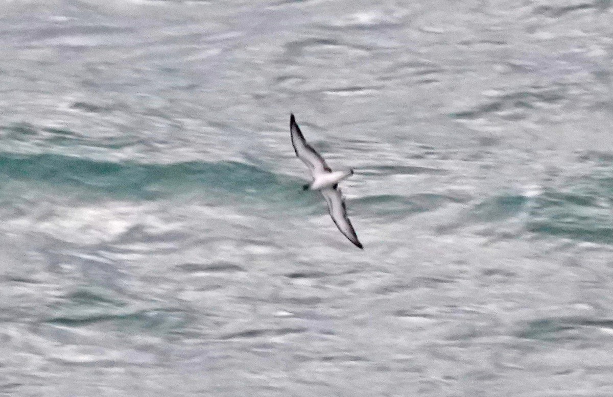 Scopoli's Shearwater - ML644601290