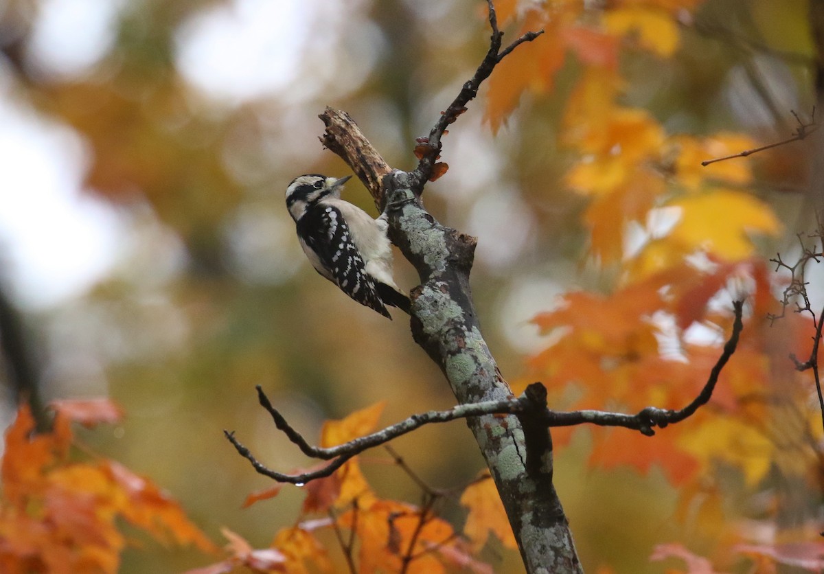Downy Woodpecker - ML644601293