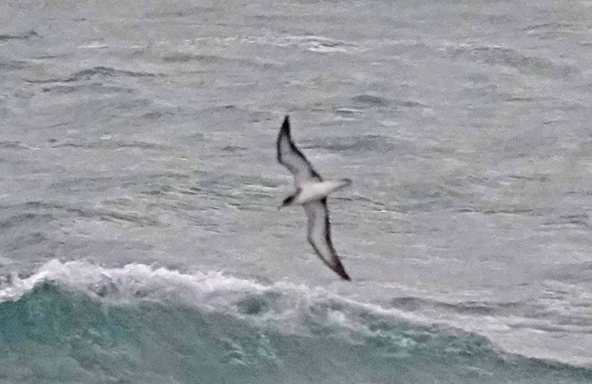 Cory's Shearwater - ML644601296