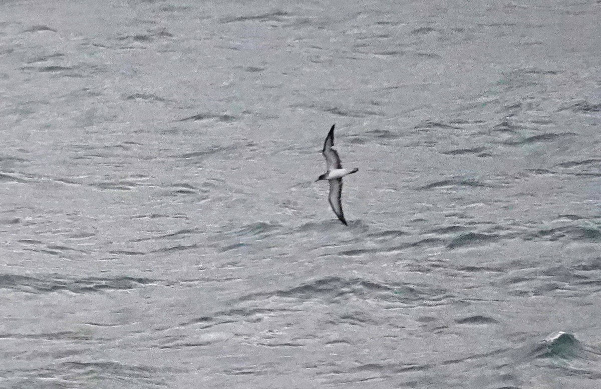 Cory's Shearwater - ML644601297