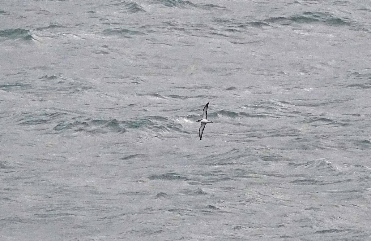 Cory's Shearwater - ML644601298