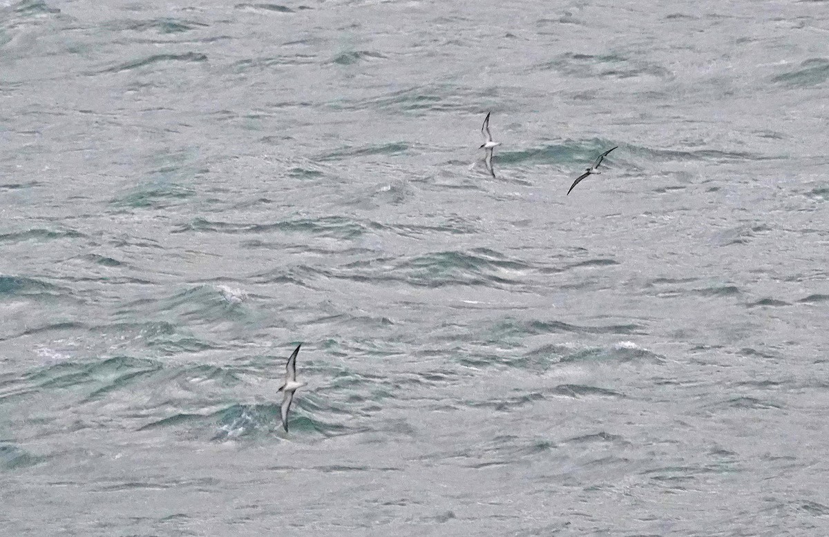 Cory's Shearwater - ML644601299
