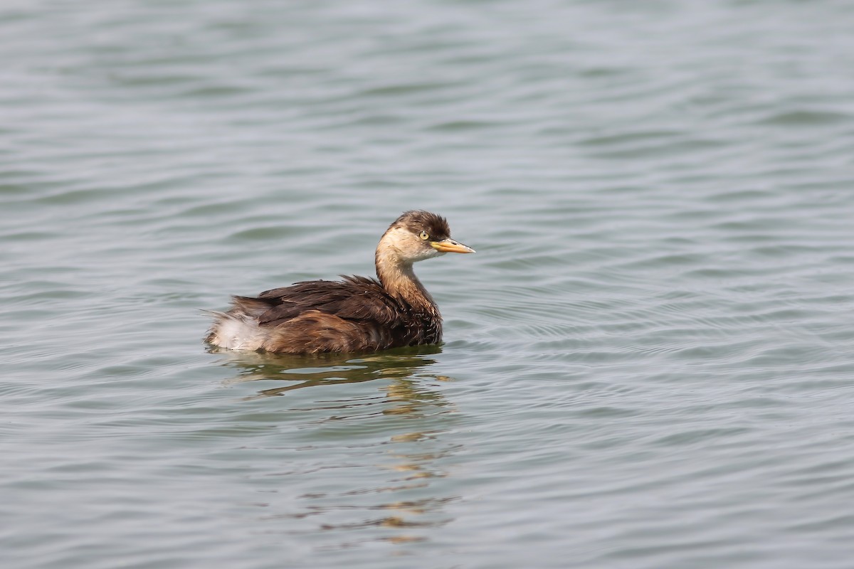Little Grebe - ML644601301
