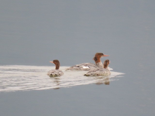 Zerra handia - ML644601307