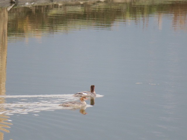 Zerra handia - ML644601308