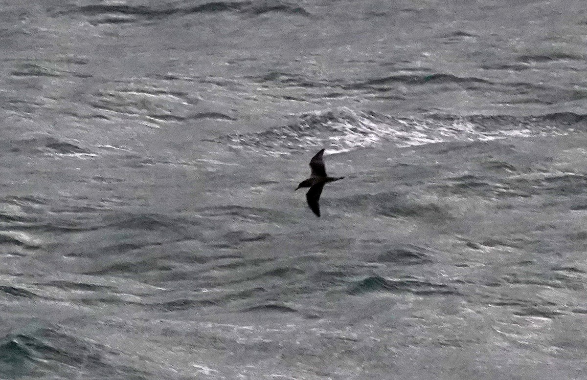 Sooty Shearwater - ML644601309