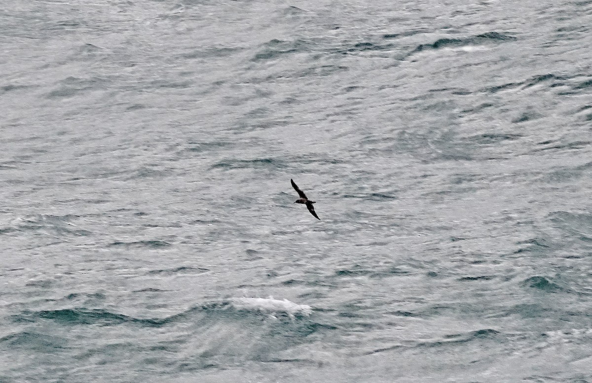 Sooty Shearwater - ML644601310
