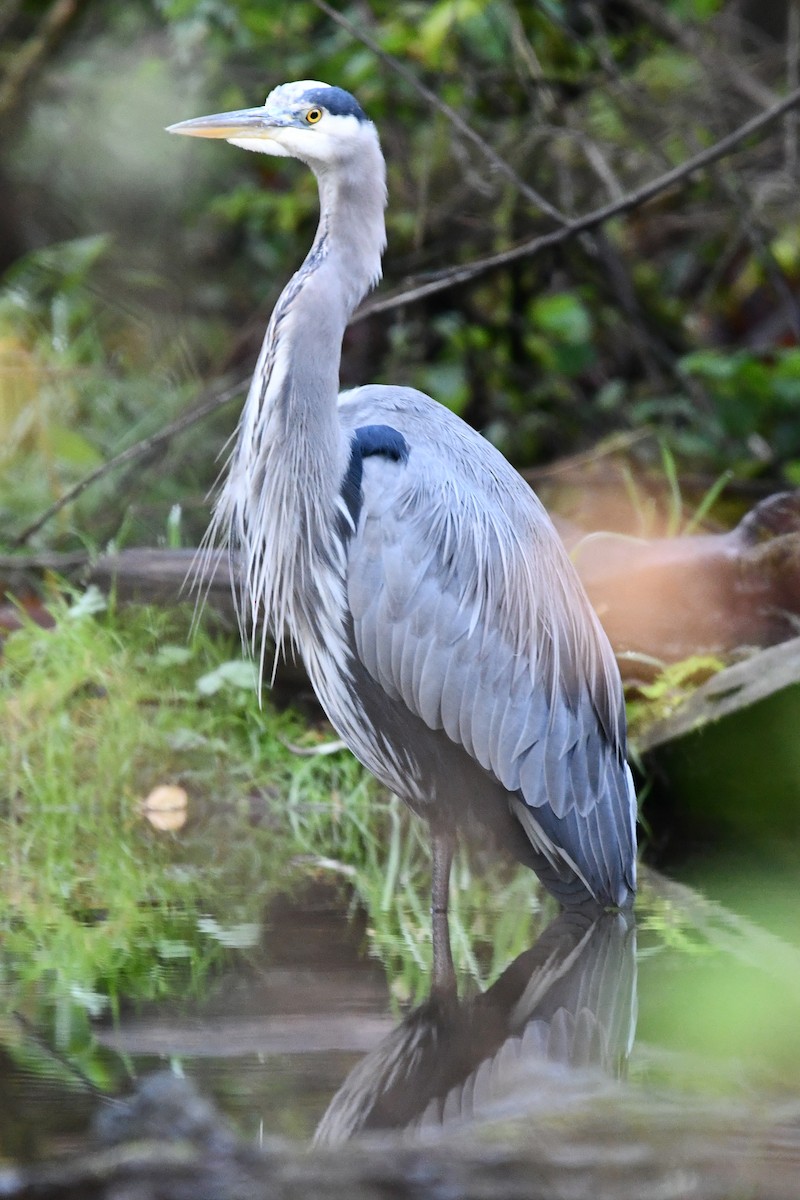 Great Blue Heron - ML644601313