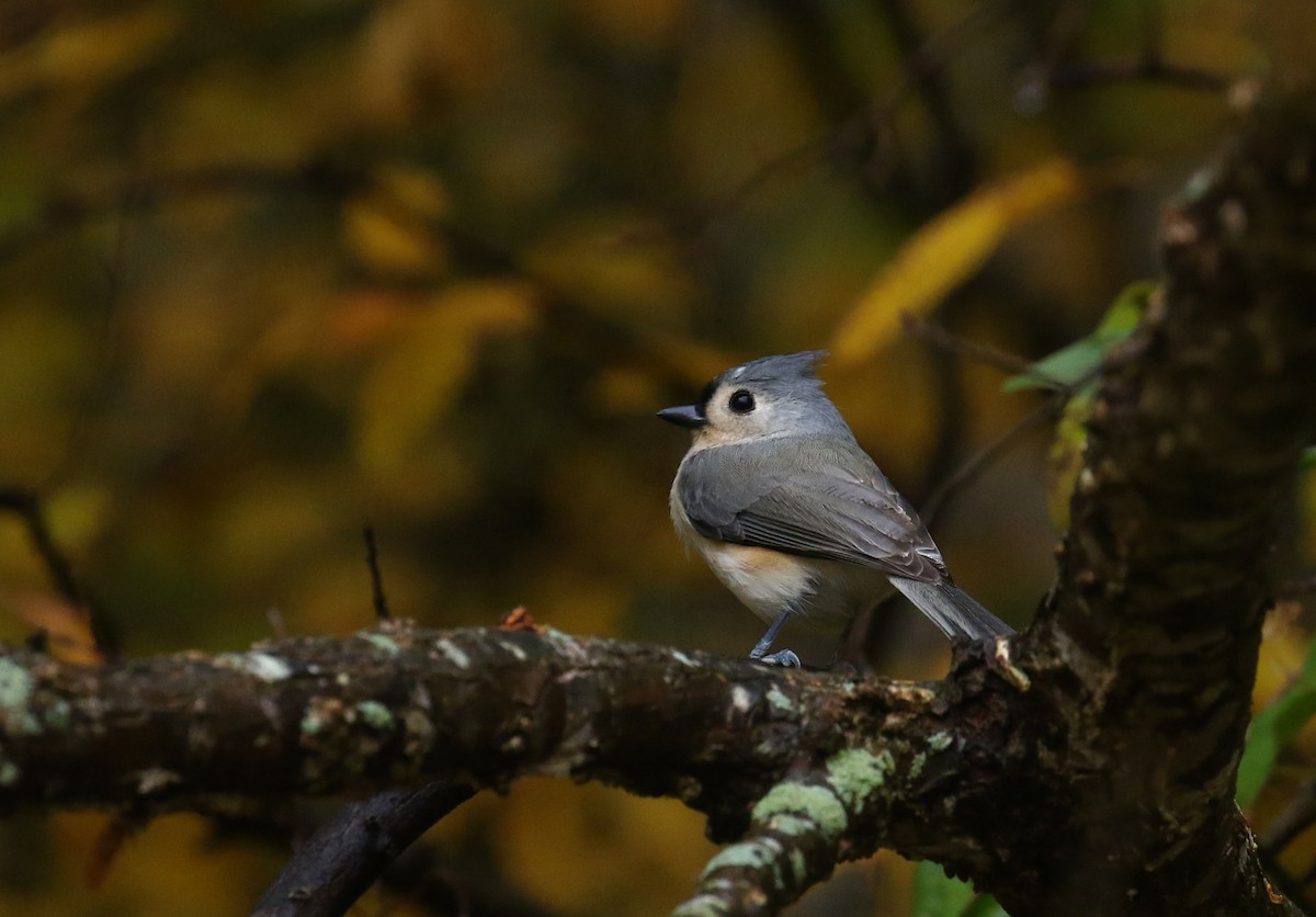 Tufted Titmouse - ML644601314