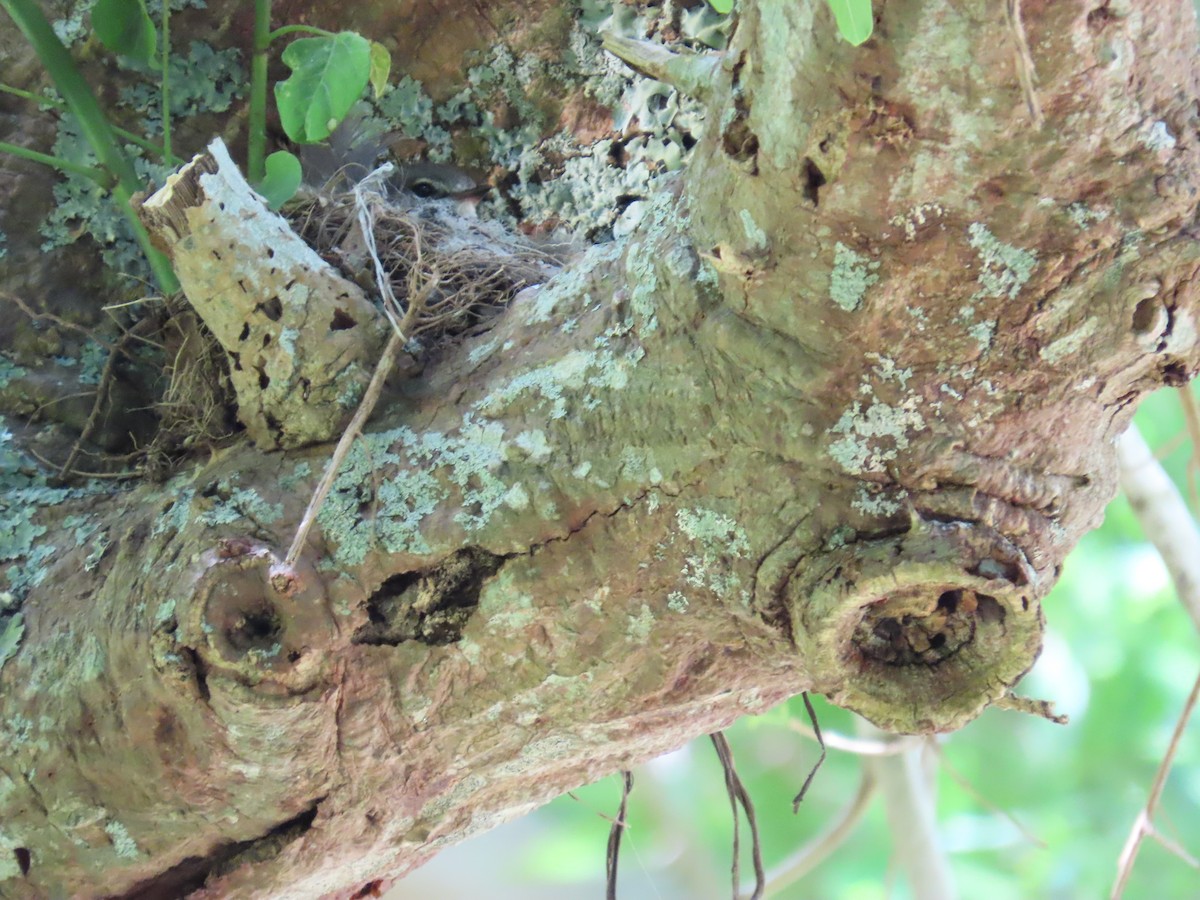African Dusky Flycatcher - ML644601316