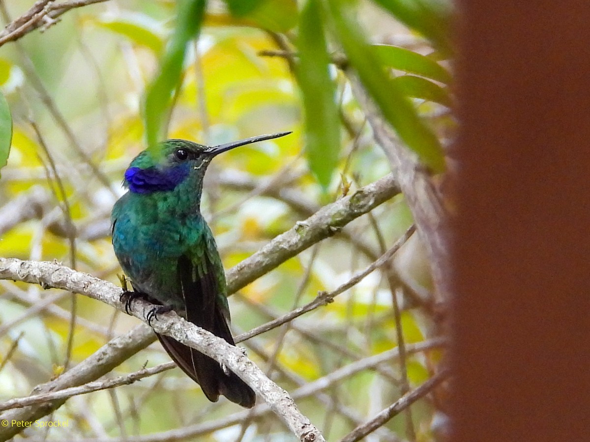 Lesser Violetear (Andean) - ML644601318