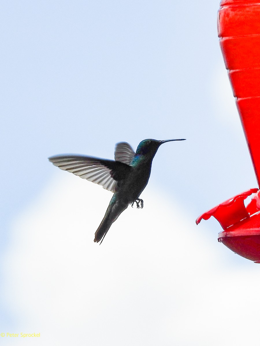 Lesser Violetear (Andean) - ML644601319