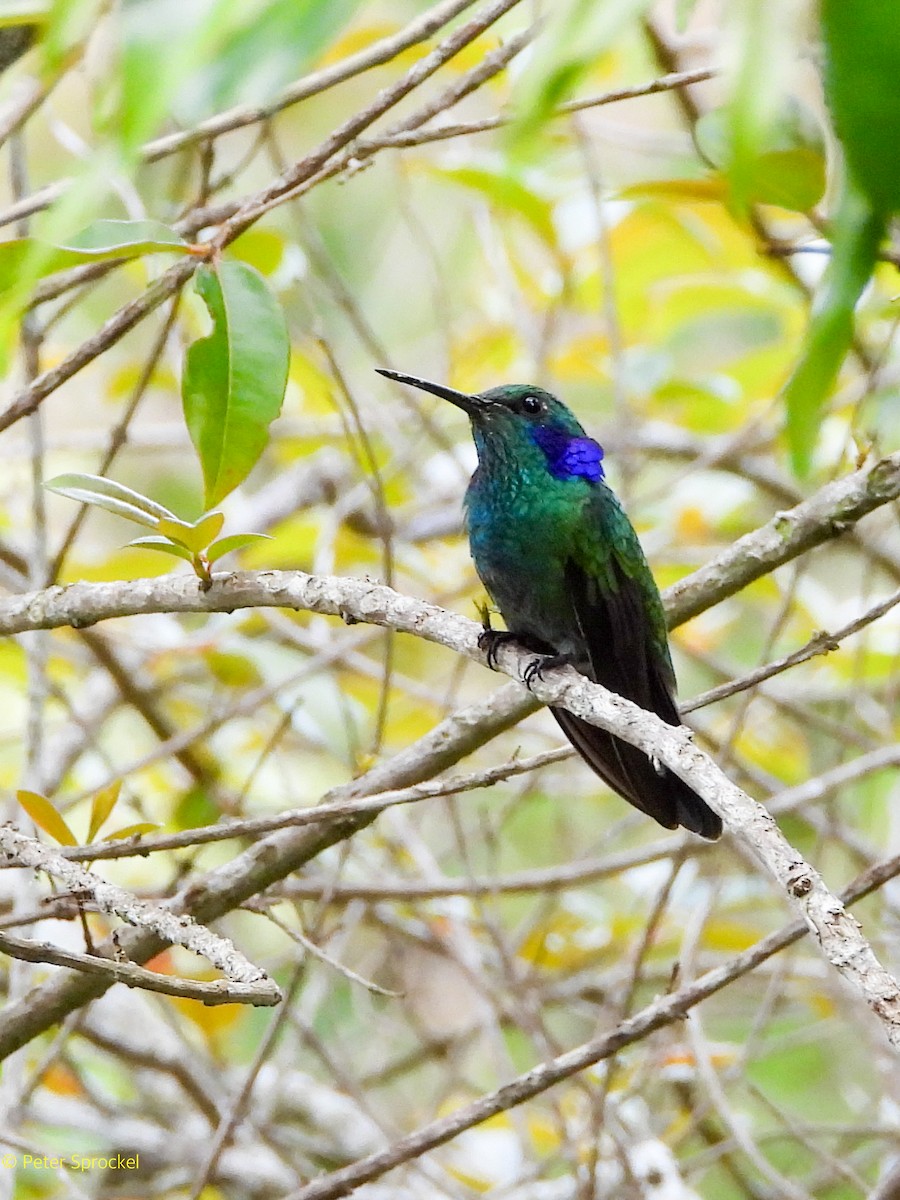 Lesser Violetear (Andean) - ML644601320