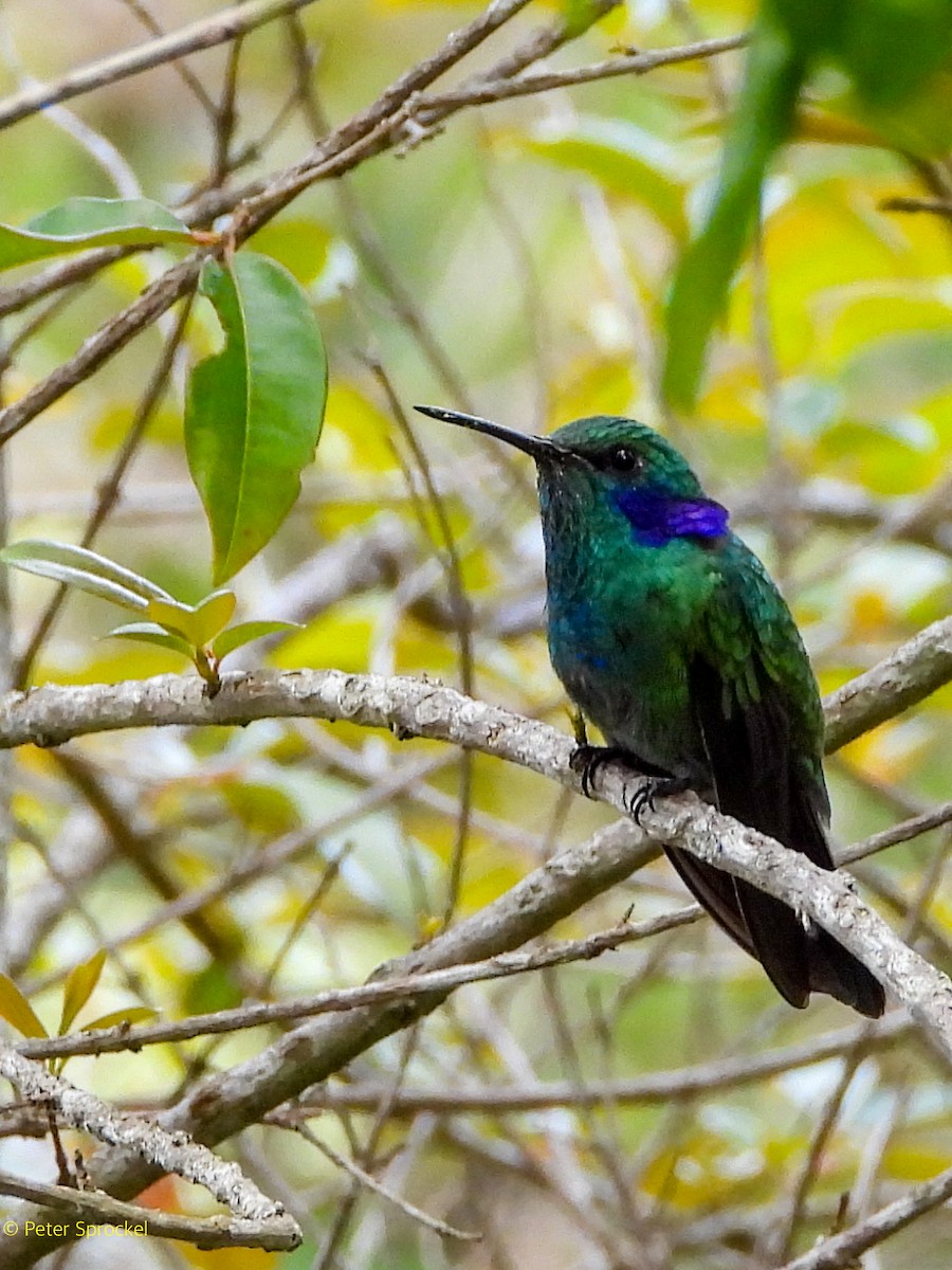 Lesser Violetear (Andean) - ML644601321