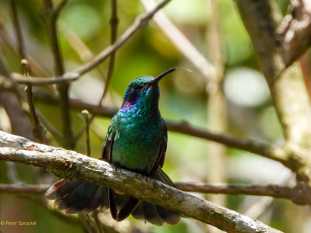 Lesser Violetear (Andean) - ML644601322