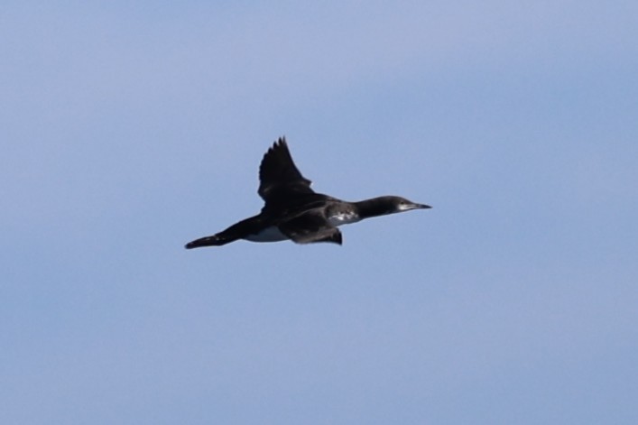 Common Loon - ML644601323