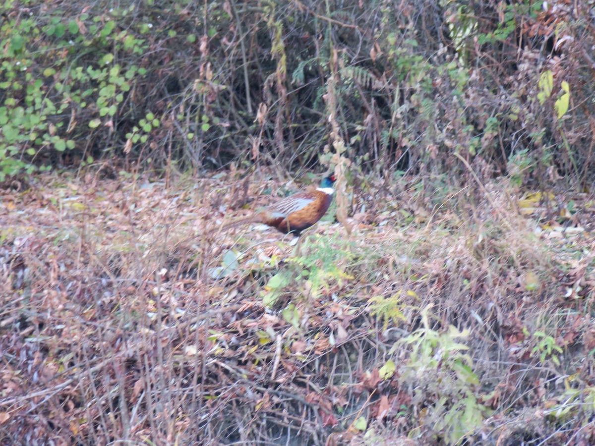 Faisai arrunta - ML644601327