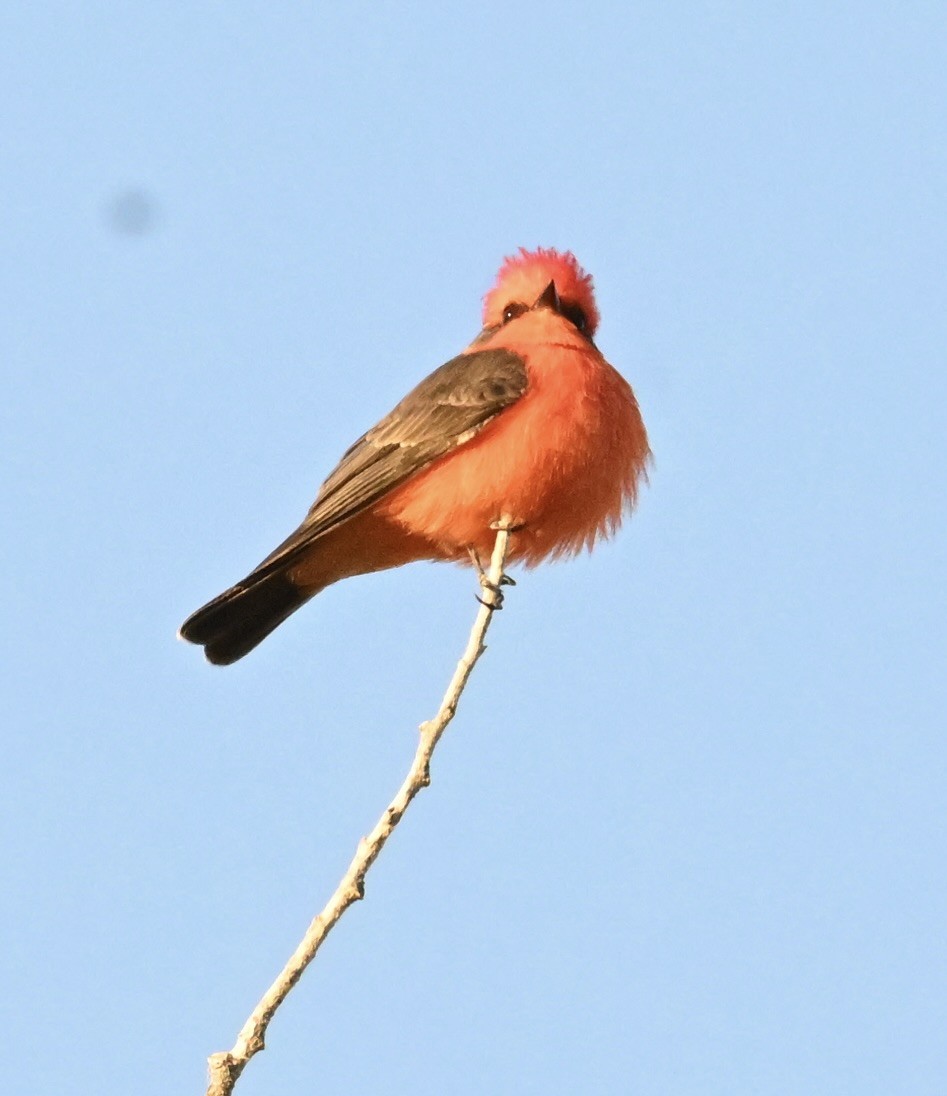 Vermilion Flycatcher - ML644601329