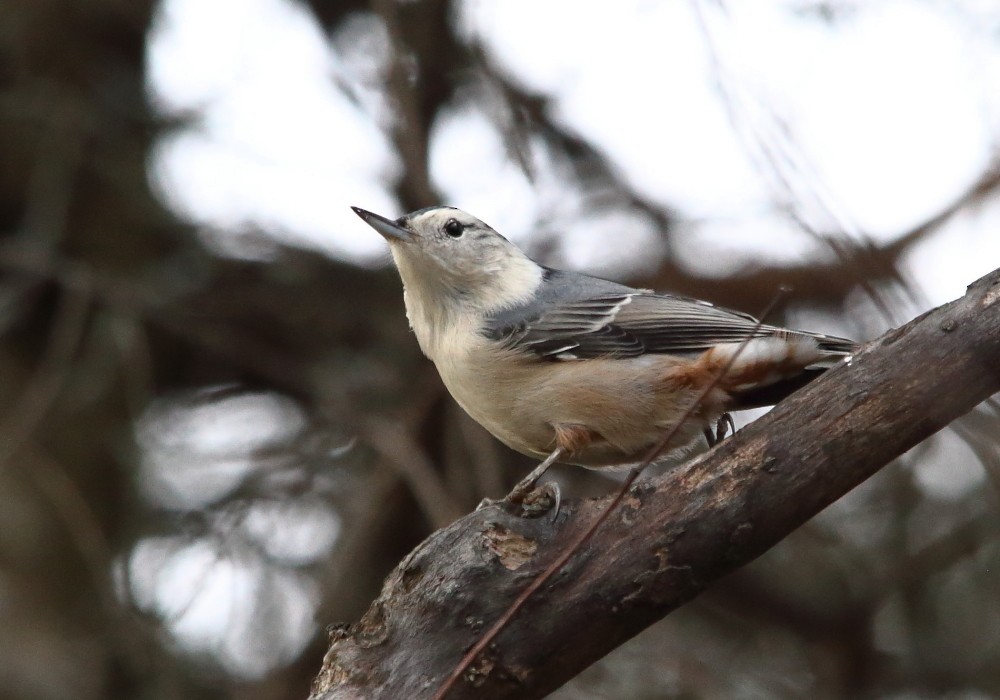 White-breasted Nuthatch - ML644601331