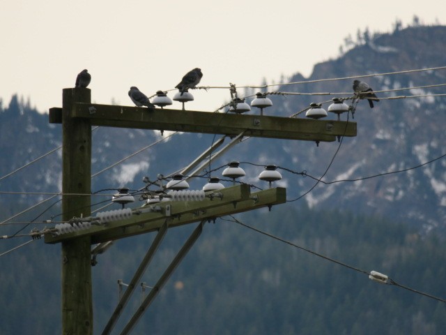 Haitz-usoa (etxekoa) - ML644601336