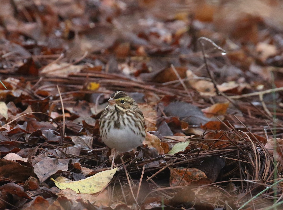 Savannah Sparrow - ML644601340
