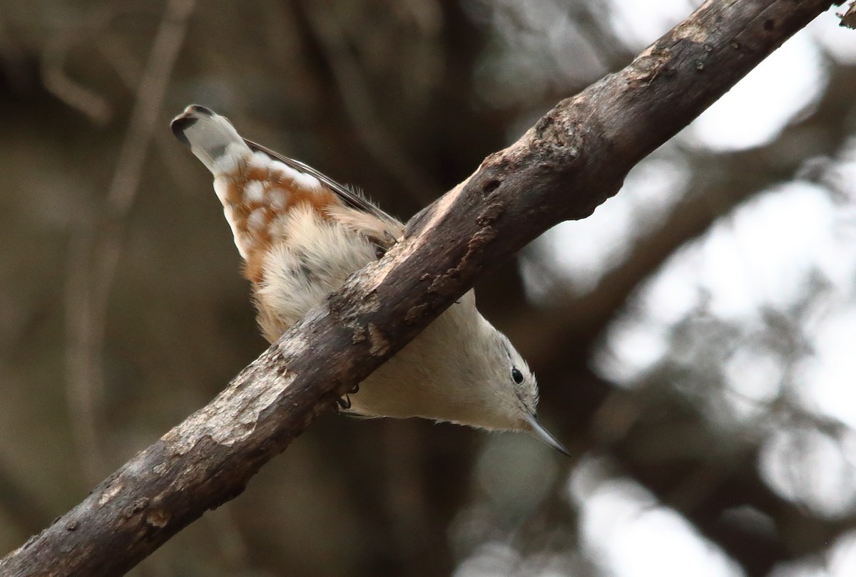 White-breasted Nuthatch - ML644601341