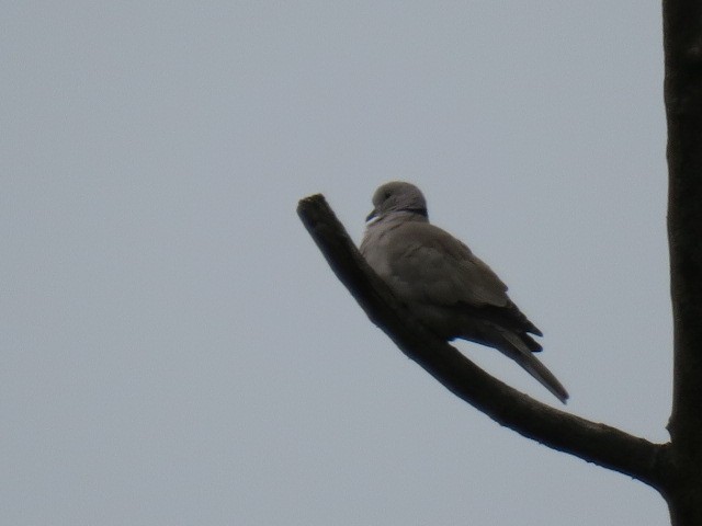 Usapal turkiarra - ML644601342