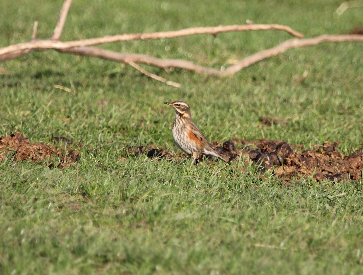 Redwing - ML644601345