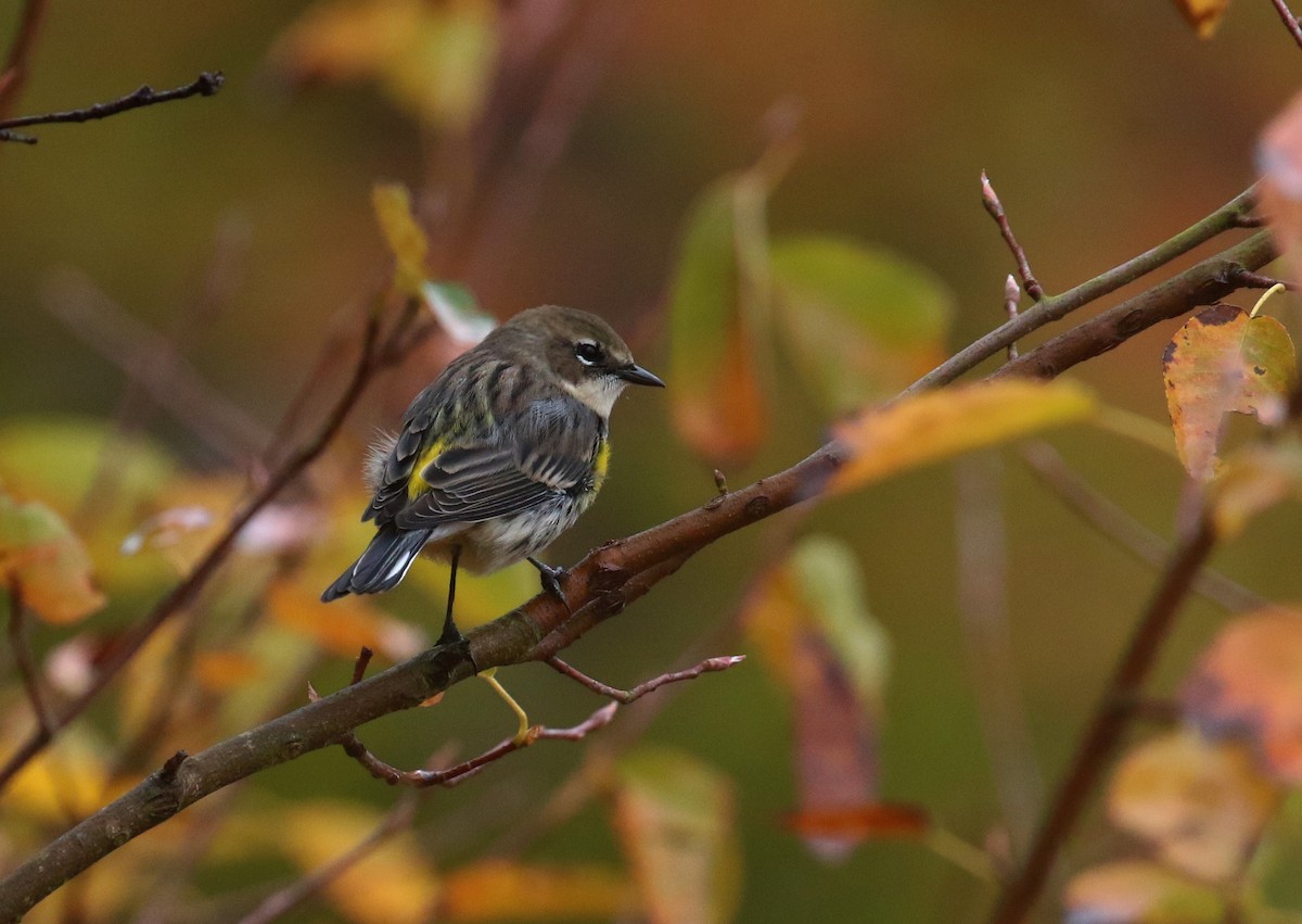Yellow-rumped Warbler (Myrtle) - ML644601346