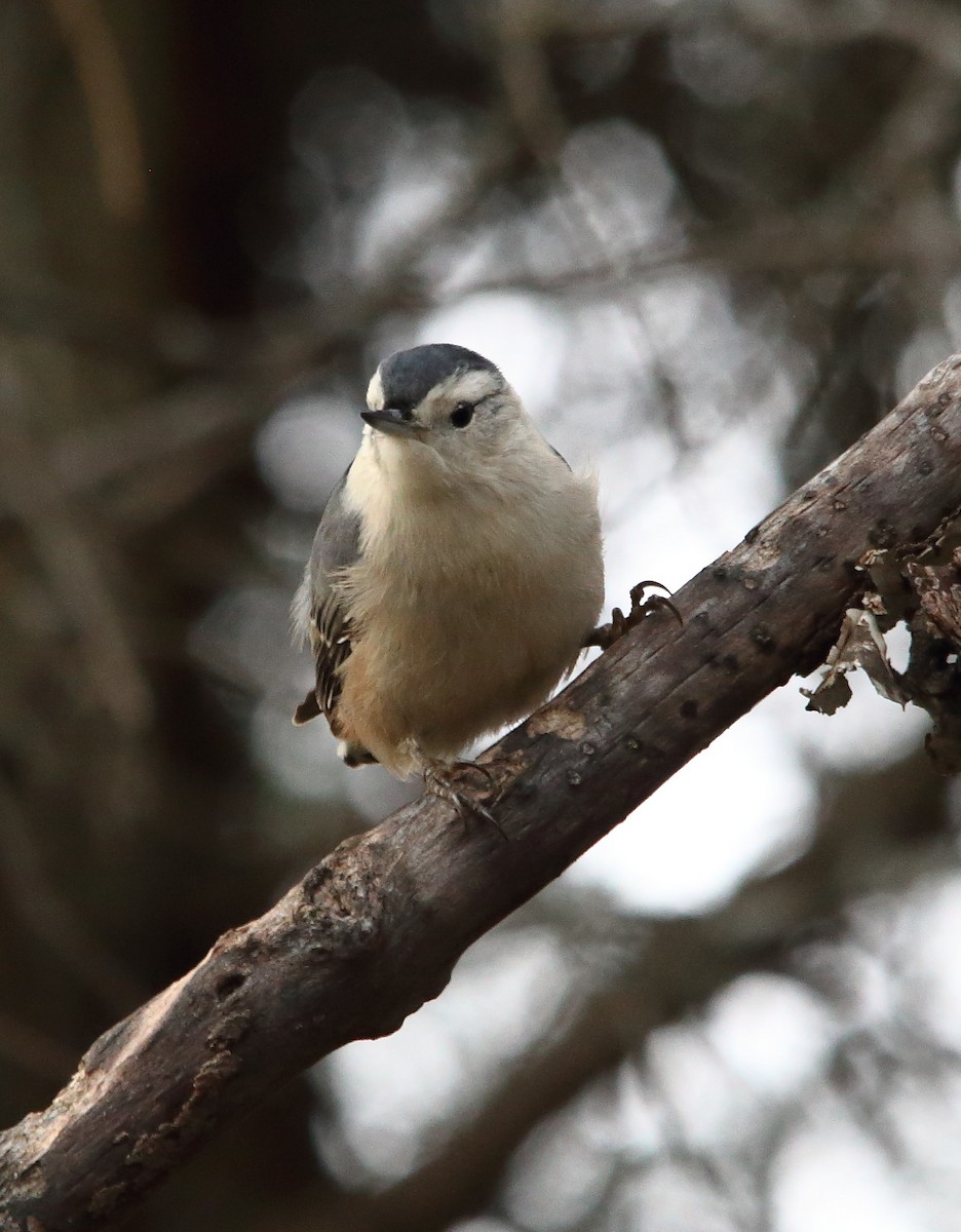 White-breasted Nuthatch - ML644601347