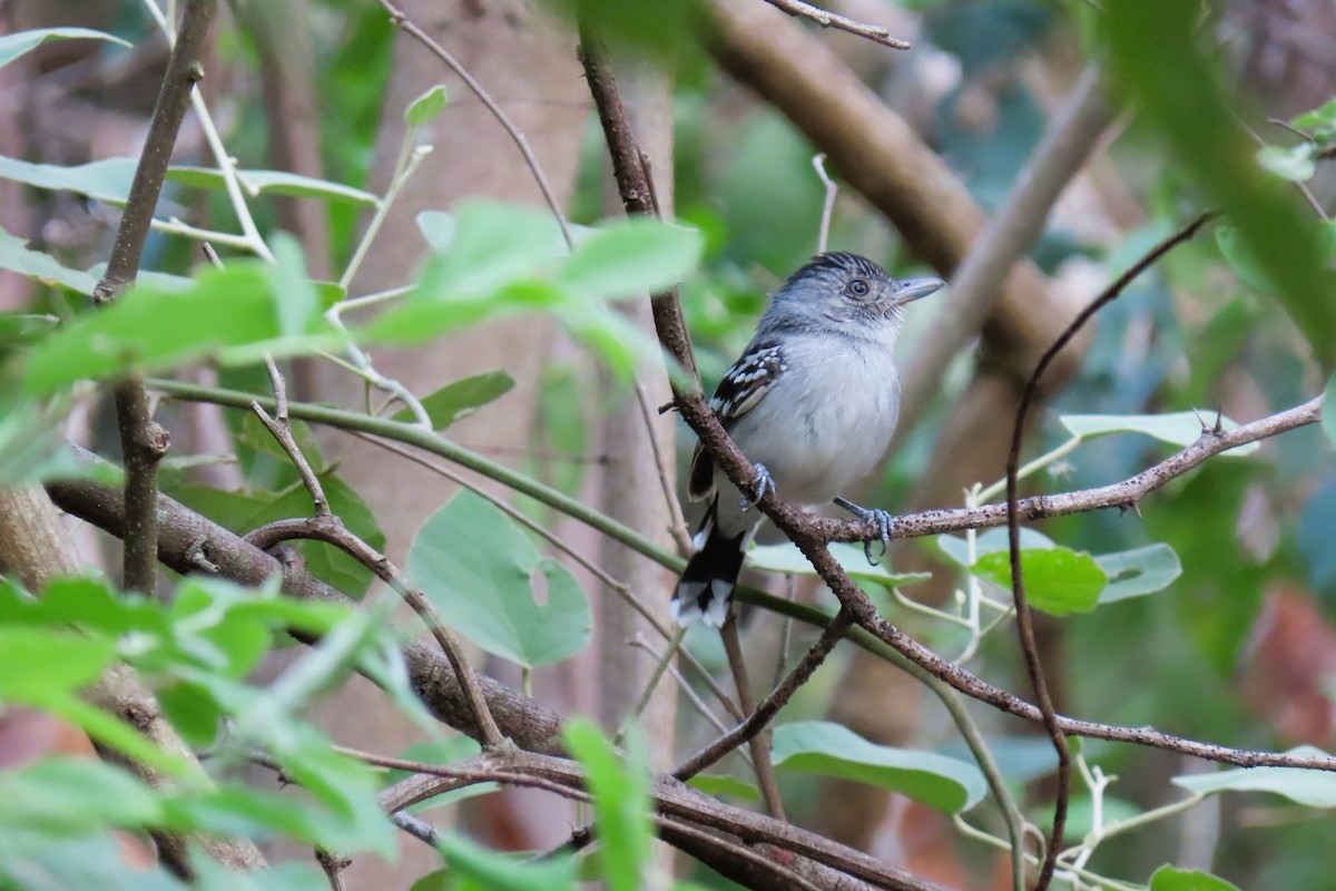 Bolivian Slaty-Antshrike - ML644601348