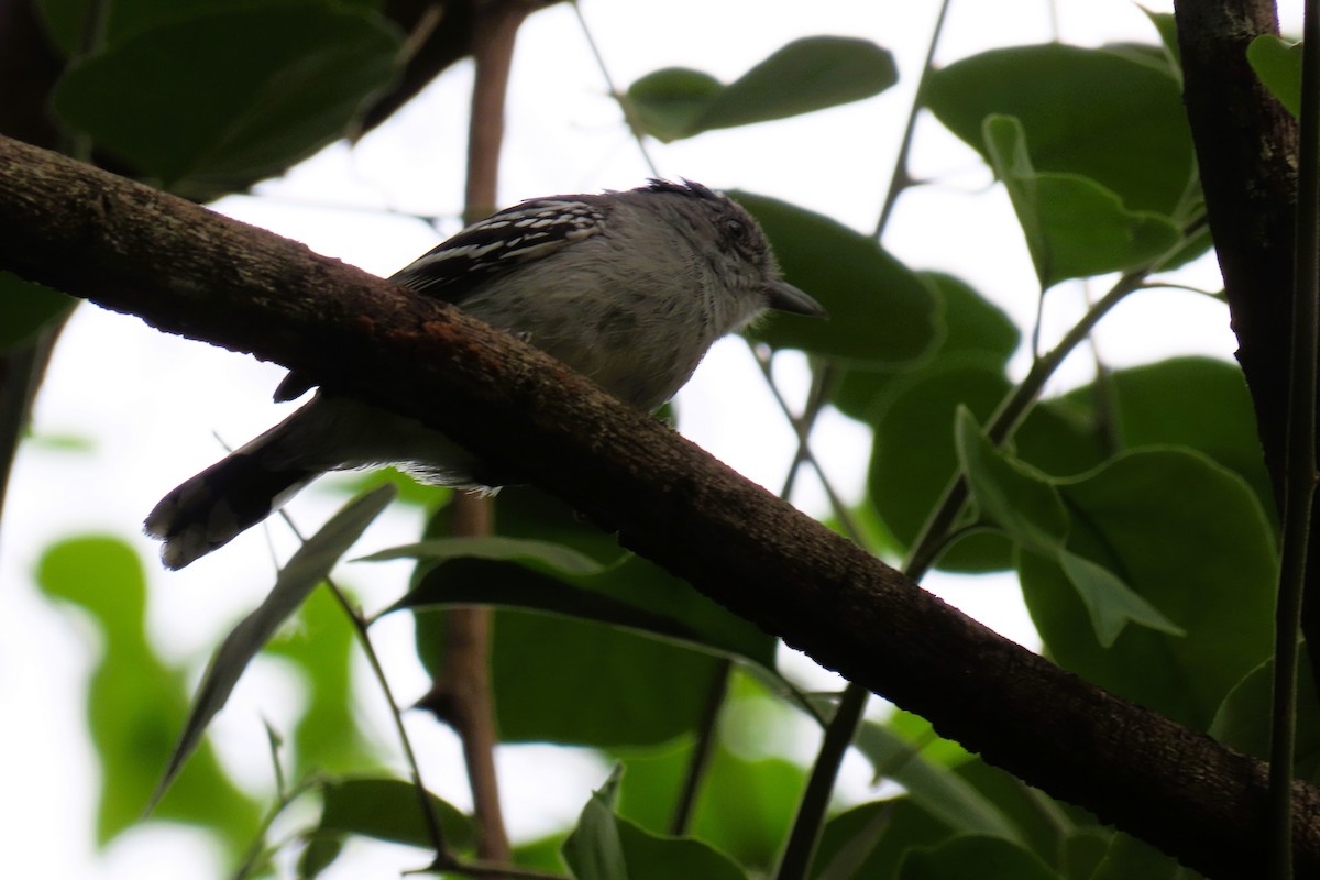 Bolivian Slaty-Antshrike - ML644601349