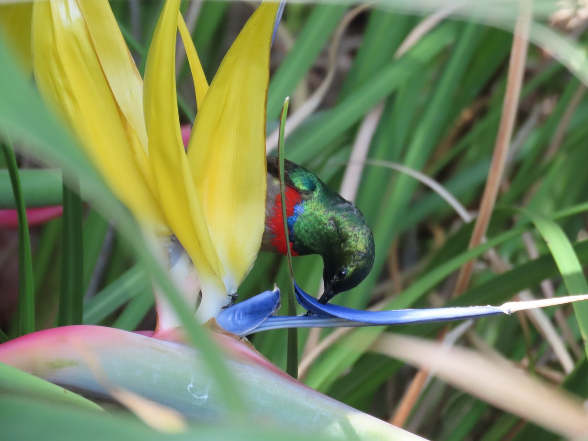 Southern Double-collared Sunbird - ML644601350