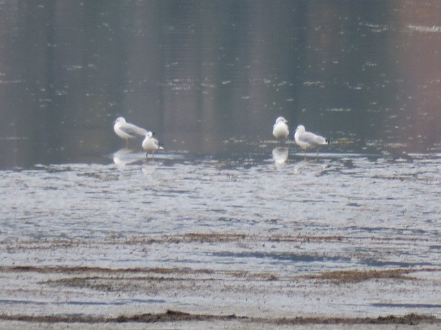 Delawareko kaioa - ML644601354