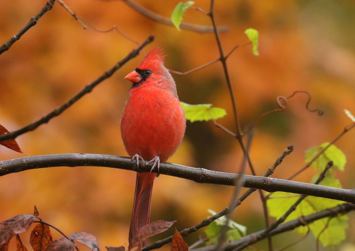 Northern Cardinal - ML644601356