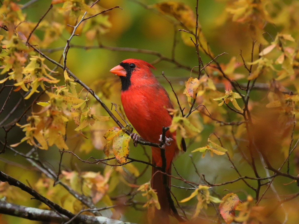 Northern Cardinal - ML644601357